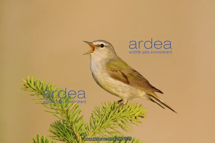 : Tennessee Warbler : Tennessee Warbler