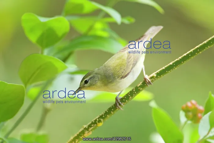 : Tennessee Warbler : Tennessee Warbler