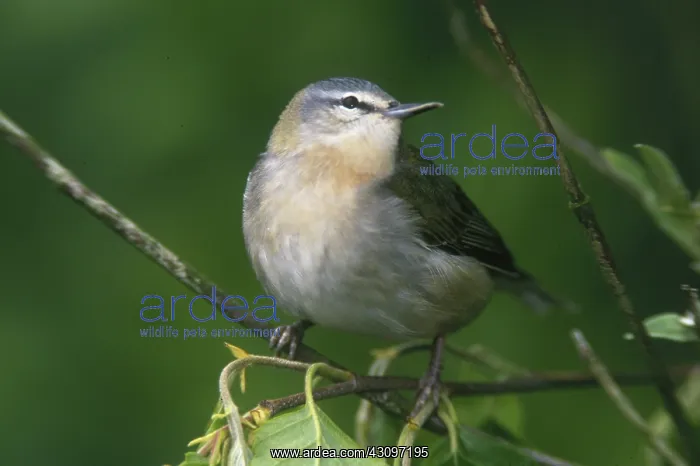 : Tennessee Warbler : Tennessee Warbler