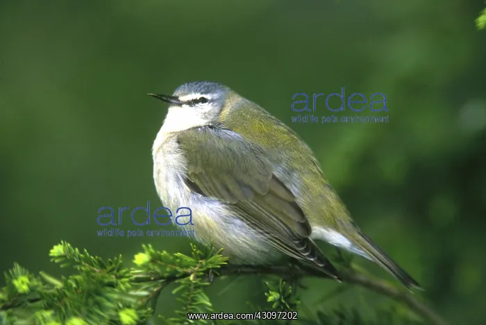 : Tennessee Warbler