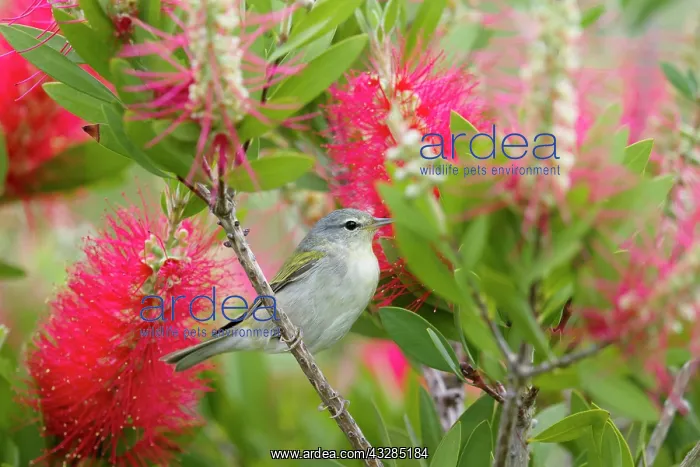 : Tennessee warbler - on Bottlebrush Flower : Tennessee warbler - on Bottlebrush Flower