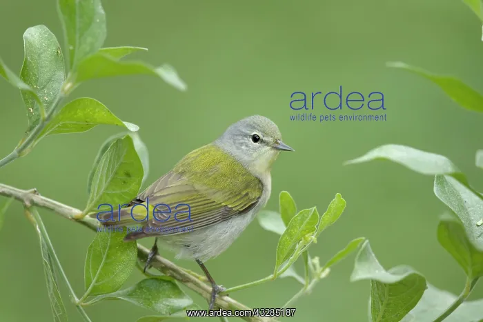 : Tennessee warbler - on migration : Tennessee warbler - on migration