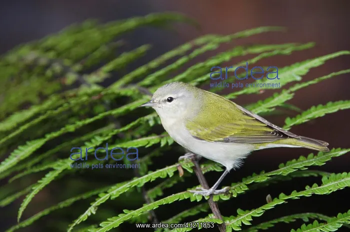  : Tennessee Warbler (Vermivora peregrina), adult perched