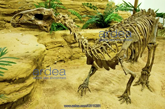 : Tenontosaurus Tilletti Dinosaur : Tenontosaurus Tilletti Dinosaur