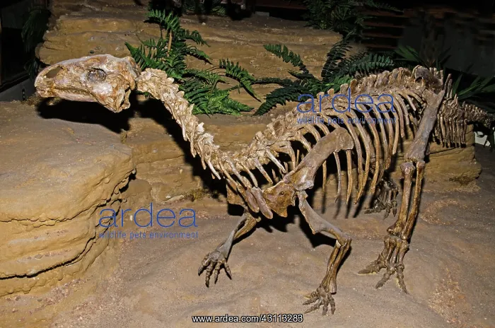 : Tenontosaurus Tilletti Dinosaur : Tenontosaurus Tilletti Dinosaur