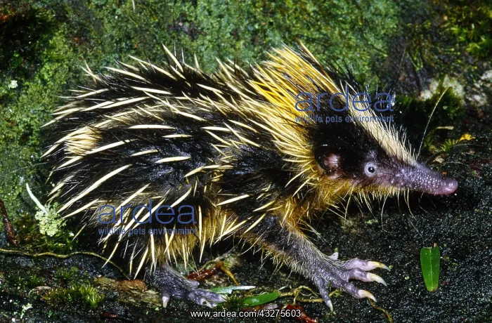  : Tenrec (Hemicentetes semispinosus), Madagascar
