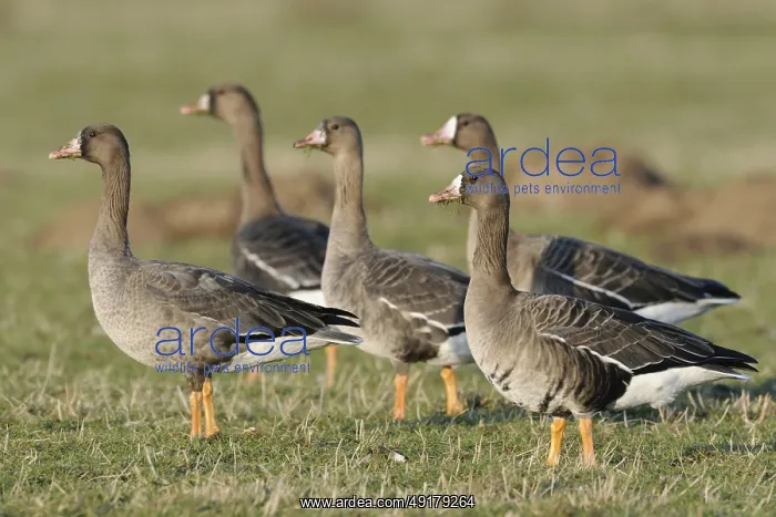 : Tense... Greater White-fronted Geese (Anser albifrons) : Tense... Greater White-fronted Geese (Anser albifrons)