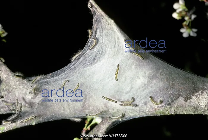 : Tent Caterpillars : Tent Caterpillars