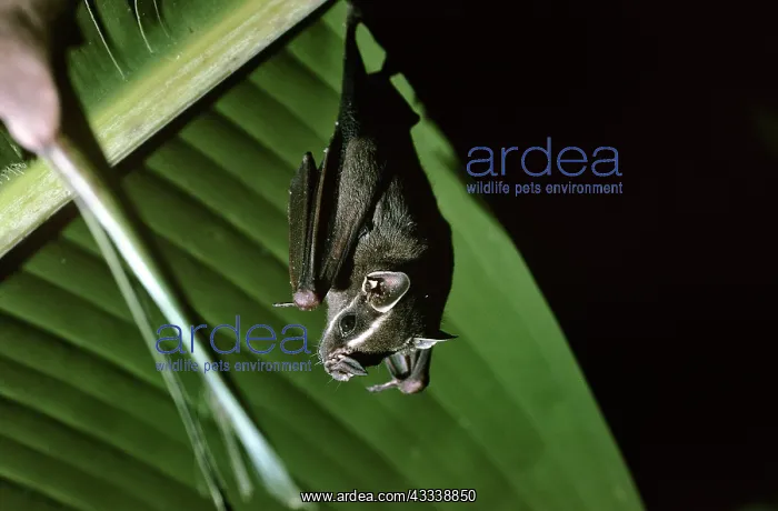  : Tent Making Bat - roosting under Banana Palm leaf
