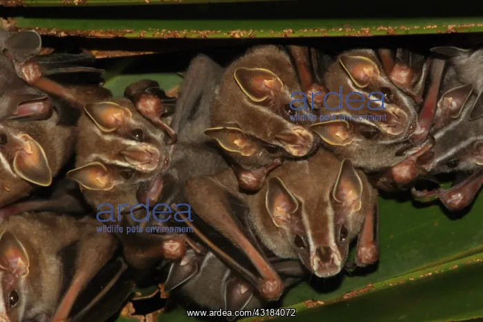 : Tent-making bat (Uroderma bilobatum) group on leaf : Tent-making bat (Uroderma bilobatum) group on leaf
