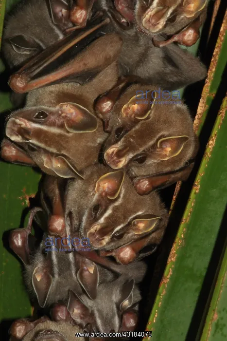 : Tent-making bat (Uroderma bilobatum) group on leaf : Tent-making bat (Uroderma bilobatum) group on leaf
