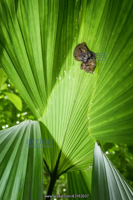: Tent-making Bats : Tent-making Bats