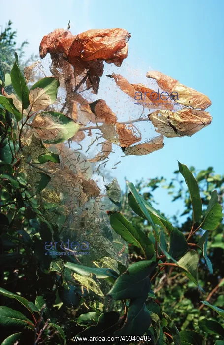  : Tent Moth CaterpillarNest, larvae spin tent enclosing