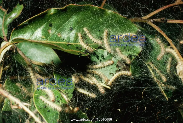 : Tent Moth Caterpillars : Tent Moth Caterpillars