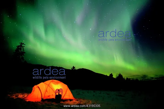 : Tent with snowshoes, Northern Lights (Aurora borealis) : Tent with snowshoes, Northern Lights (Aurora borealis)