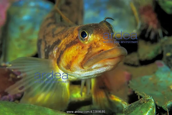 : Tentacled blenny (Parablennius tentacularis), Nova : Tentacled blenny (Parablennius tentacularis), Nova
