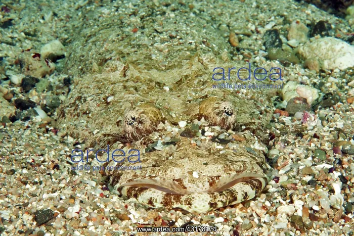 : Tentacled flathead (Papilloculiceps longiceps) camouflaged : Tentacled flathead (Papilloculiceps longiceps) camouflaged