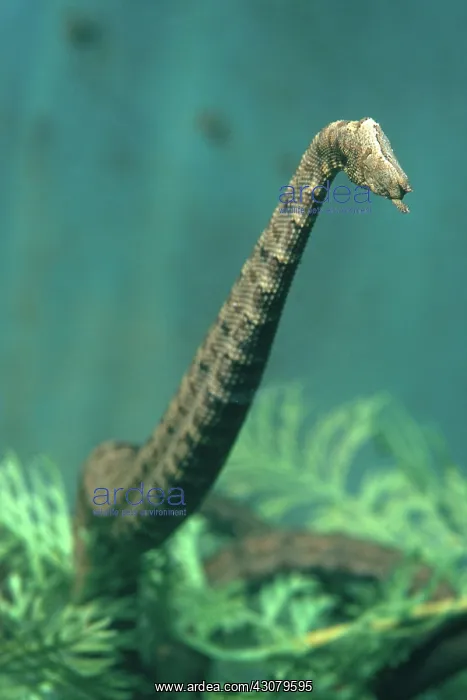 : Tentacled Snake : Tentacled Snake