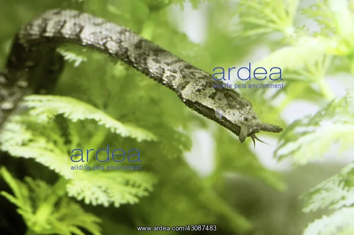 : Tentacled Snake : Tentacled Snake