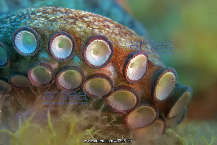 : Detail of the tentacles of an octopus (Octopus v : Detail of the tentacles of an octopus (Octopus v