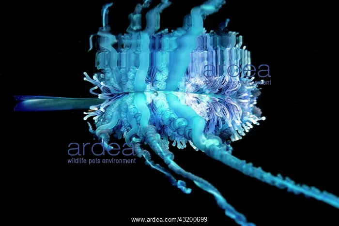 : Detail of the tentacles of a Portuguese man o war : Detail of the tentacles of a Portuguese man o war