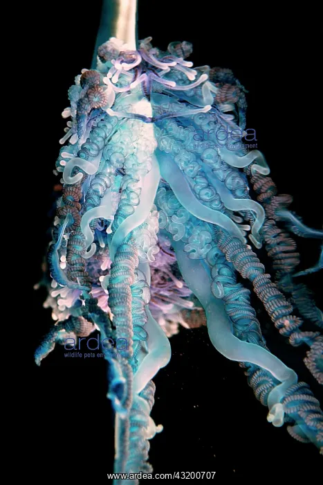 : Detail of the tentacles of a Portuguese man o war : Detail of the tentacles of a Portuguese man o war