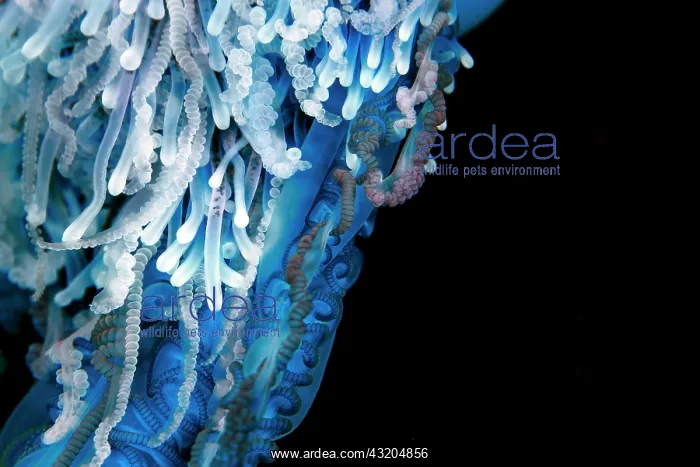 : Detail of the tentacles of a Portuguese man o war : Detail of the tentacles of a Portuguese man o war