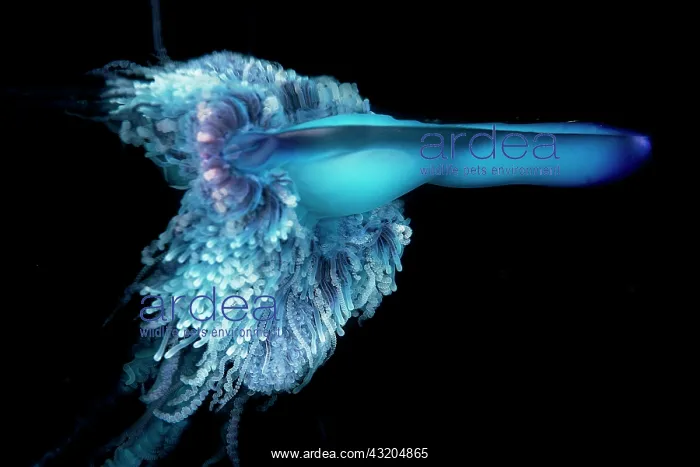 : Detail of the tentacles of a Portuguese man o war : Detail of the tentacles of a Portuguese man o war