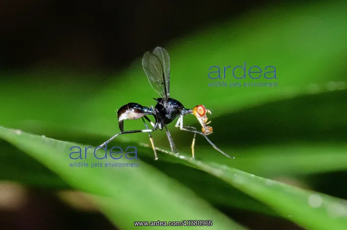 : Tephritoid Fly : Tephritoid Fly