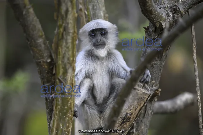 : Terai grey langur (Semnopithecus hector) : Terai grey langur (Semnopithecus hector)