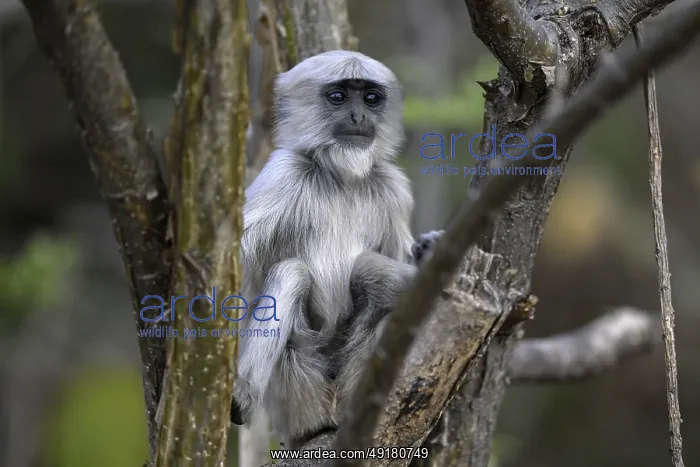 : Terai grey langur (Semnopithecus hector) : Terai grey langur (Semnopithecus hector)