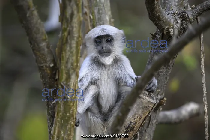 : Terai grey langur (Semnopithecus hector) : Terai grey langur (Semnopithecus hector)