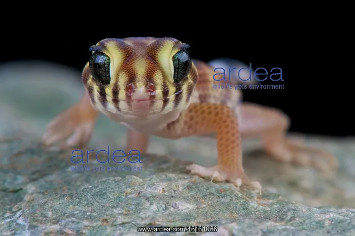 : Teratoscincus scincus, Wonder gecko, Kazakhstan : Teratoscincus scincus, Wonder gecko, Kazakhstan