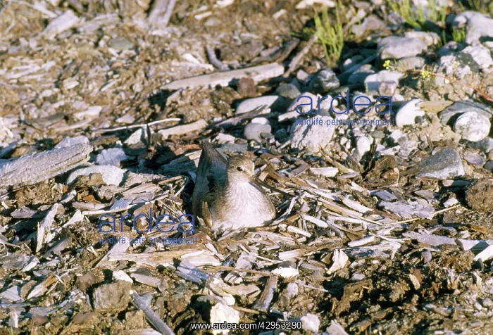 : Terek Sandpiper - at nest : Terek Sandpiper - at nest