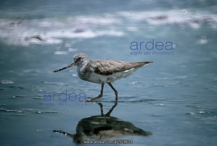  : Terek Sandpiper - wading into shallow waterS