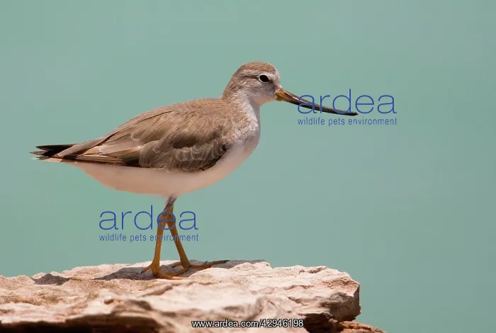 : Terek Sandpiper - in winter plumage : Terek Sandpiper - in winter plumage