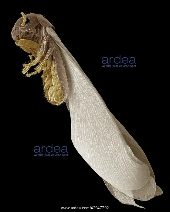: Termite (Reticulitermes lucifugus). Scanning Electron Micrograph (SEM) : Termite (Reticulitermes lucifugus). Scanning Electron Micrograph (SEM)