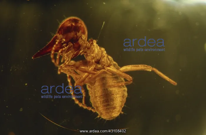 : Termite in Amber : Termite in Amber