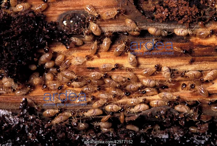  : Termite - Colony on a branch