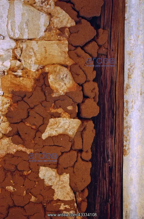 : Termite Damage to Timber : Termite Damage to Timber