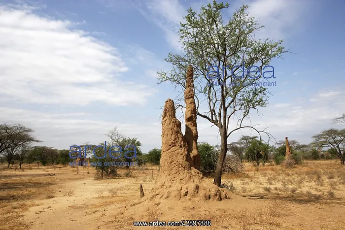 : Termite Hill : Termite Hill