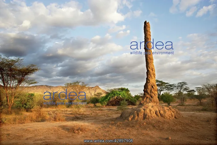 : Termite Hill : Termite Hill