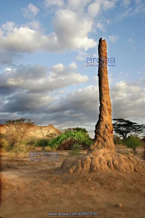 : Termite Hill : Termite Hill