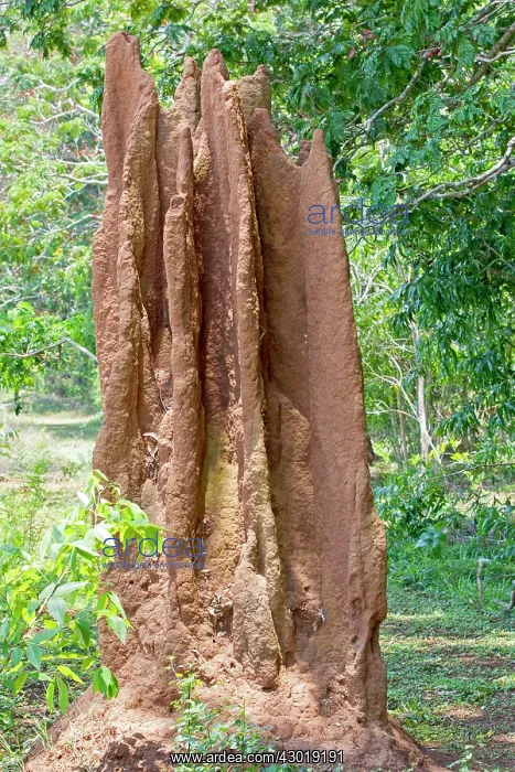 : Termite Hill : Termite Hill