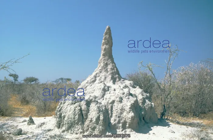 : Termite Hill in the Etosha National Park - its : Termite Hill in the Etosha National Park - its