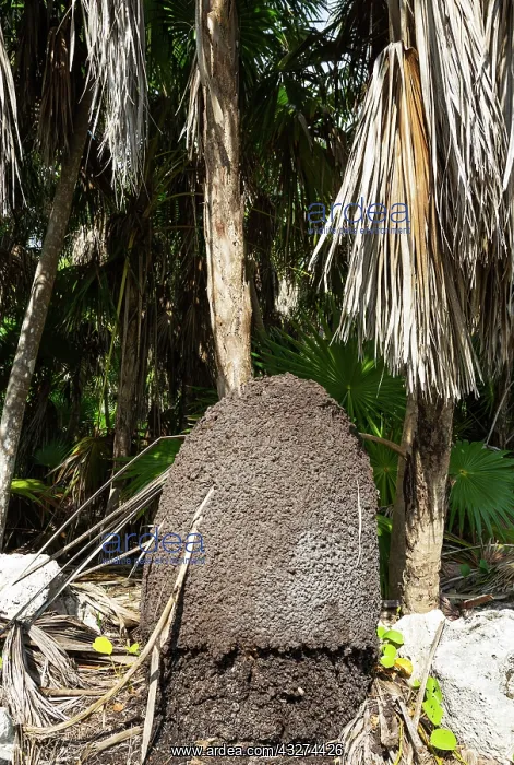 : Termite hill. Guanahacabibes Peninsula, Guanahacabibes : Termite hill. Guanahacabibes Peninsula, Guanahacabibes