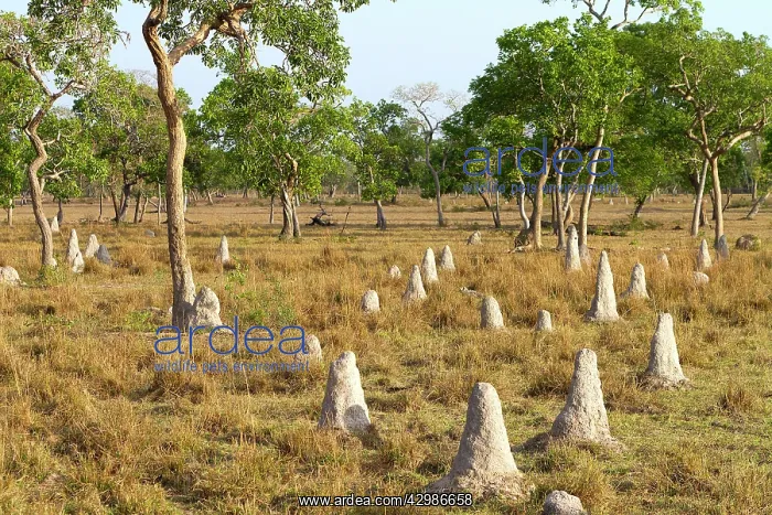: Termite Hills : Termite Hills