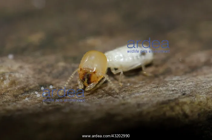  : Termite - Klungkung, Bali, Indonesia