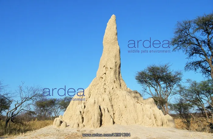 : Termite Mound : Termite Mound