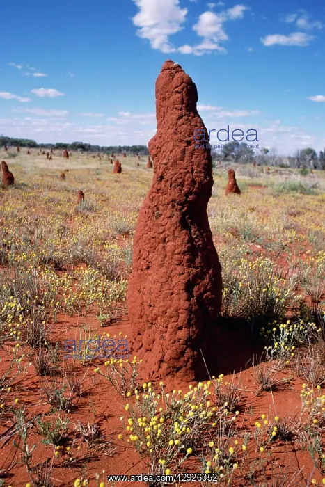 : TERMITE MOUND : TERMITE MOUND